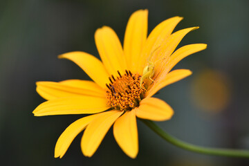 Thomisus onustus. Misumena vatia sitting on yellow chamomile flowers in the garden. close-up. floral background. bright chamomile in spring or summer. hunter, predator on a wild flower. macro nature