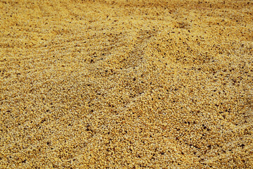 Close up of coffee beans drying in the sun           
