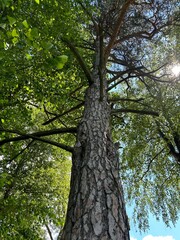 view of the trunk and crown with branches of a large pine tree in a natural park in summer. The concept of nature tourism during vacations and vacations