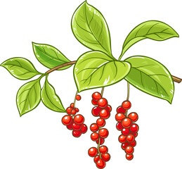 Schisandra Branch with Berries and Leaves Colored Detailed Illustration. Organic natural nutritional healthy food ingredient, vegetarian diet product.