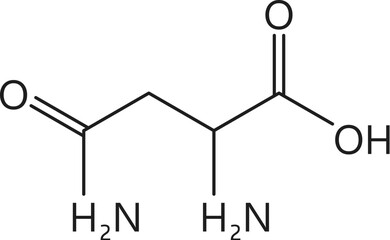 Asparagine amino acid chemical molecules, essential chain structure. Vector c4h8n2o3 model consists of carbon C, hydrogen H, nitrogen N, and oxygen O atoms, forming a key amino acid in proteins