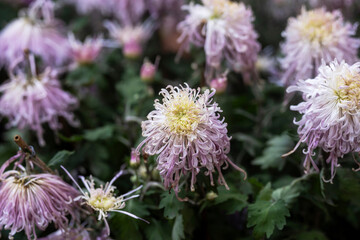 A bouquet of chrysanthemums. Multi-colored bouquet of flowers.