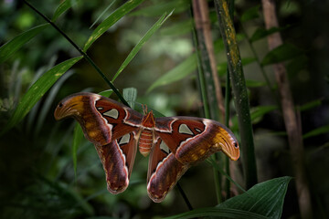 Giant Atlas Moth-aka, Attacus atlas habitat. Butterfly sitting on the green leave in the nature...