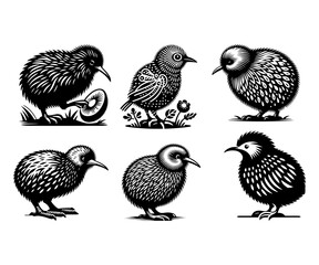 Kiwi bird silhouette vector illustration style with white background.