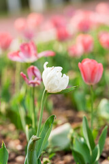 Darwin Hybrid tulips (Tulipa) Light and Dreamy bloom in a garden in April