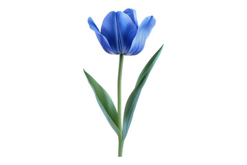 Blue tulip flower isolated on transparent background