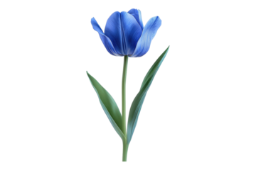 Blue tulip flower isolated on transparent background