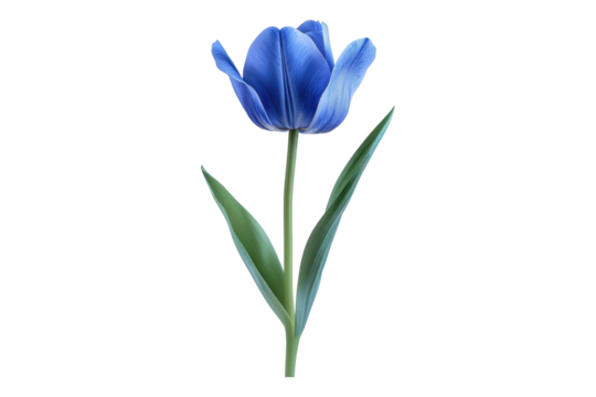Blue tulip flower isolated on transparent background