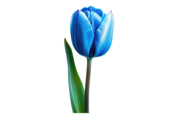 Blue tulip flower isolated on transparent background