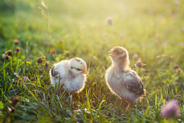 Adorable close up two little chickens on grass field or grassland on the natural sunset background