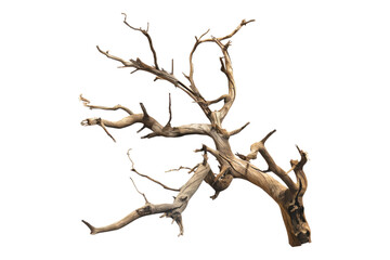 Dry twisted jungle branch isolated on transparent background