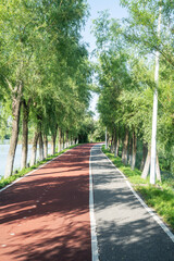 Obraz premium New pathway and beautiful trees track for running or walking and cycling relax in the park