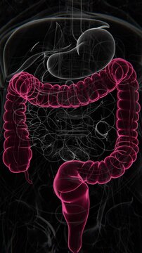 Large intestine Vertical Video | Large intestine Animation Concept Video | Large intestine in Human Animation vertical video HD