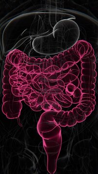 Large and Small intestines Vertical Video | Large and Small intestines Animation Concept Video | Small and Large intestines in Human Animation vertical video HD