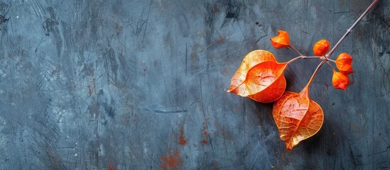 A close-up image of a vivid orange physalis branch against a blue-gray concrete backdrop, embodying autumnal invitation aesthetics with space for text or design. image with copy space