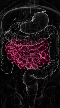small intestine Vertical Video | small intestine Animation Concept Video | small intestine in Human Animation vertical video HD