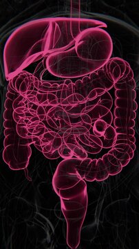 All intestines Vertical Video | All intestines Animation Concept Video | All intestines in Human Animation vertical video HD