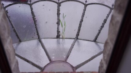 Close-up of an old, frosted window with intricate metalwork and a single green plant visible through the glass, evoking a sense of solitude and resilience.