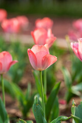 Darwin Hybrid tulips (Tulipa) Light and Dreamy bloom in a garden in April