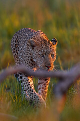 Leopard, Panthera pardus shortidgei, nature habitat, big wild cat in the nature habitat, sunny day on the savannah, Khwai River, Moremi Botswana. Wildlife nature. Africa wildlife. Leopard sunset walk.