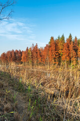 Fototapeta premium Beautiful colorful forest landscape in autumn season