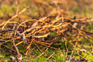 Vie de la vigne : coupe des rameaux de vigne lorsqu'ils sont devenus ligneux