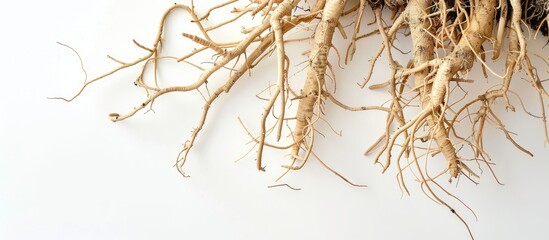 Obraz premium A photograph showing the intricate structure of sunflower roots and stems with a white background for copy space image.