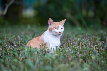 Cat hiding in the bushes