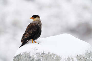 Patagonia winter wildlife. Southern Caracara plancus, in morning light. Bird of prey stitting on stone. Wildlife scene from nature, South America, Torres del Paine NP, Chile.