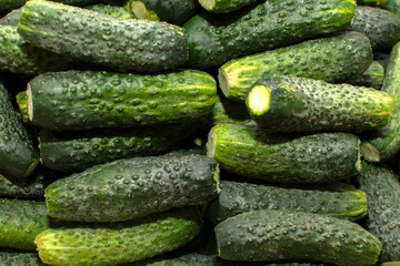 Closeup view of a pile of cucumbers	