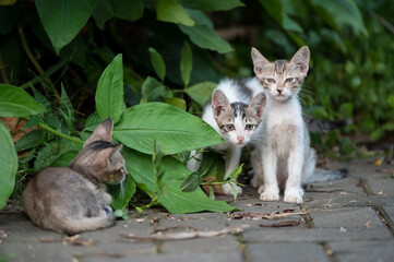 Obraz premium Three kittens by the bushes