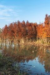 Beautiful colorful forest landscape in autumn season