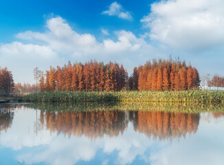 Beautiful colorful forest landscape in autumn season