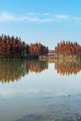 Beautiful colorful forest landscape in autumn season