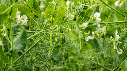 landscape with pea field, agricultural concept, plants for fodder, summer time