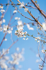 Obraz premium Pears are Rosaceae and bloom elegant and beautiful flowers in spring.