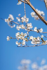 Pears are Rosaceae and bloom elegant and beautiful flowers in spring.