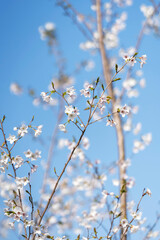 Pears are Rosaceae and bloom elegant and beautiful flowers in spring.