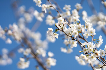 Pears are Rosaceae and bloom elegant and beautiful flowers in spring.