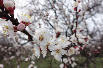 Not a few white flowers of apricot tree in March