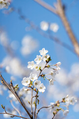 Obraz premium Pears are Rosaceae and bloom elegant and beautiful flowers in spring.