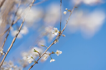 Pears are Rosaceae and bloom elegant and beautiful flowers in spring.