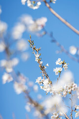 Pears are Rosaceae and bloom elegant and beautiful flowers in spring.