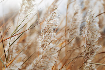Autumn beige brown wild grass as Natural textured pattern with contour light, organic design background, soft focus, neutral color. Aesthetic nature scenery, minimal style autumn seasonal ornament