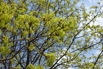 Obraz premium A lot of greenish yellow flowers of Acer platanoides tree against blue sky in April