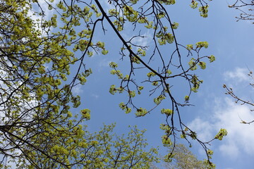 Blue sky and branches of blossomning Acer platanoides tree in April