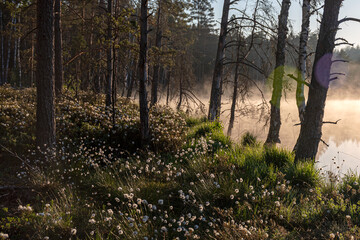 Cotton grass is a genus of sedges, they are common in northern hemisphere temperate swamps and tundra, wet forests, Eriophorum vaginatum, fog