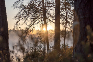 dark silhouettes of trees, branches in the backlight, swamp lake, fog background