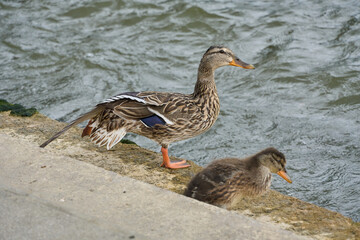 Canard de Paris