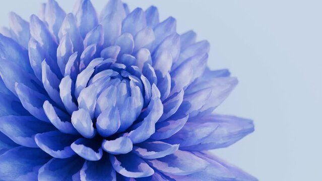 realistic closeup blue dahlia flower bloom animation background